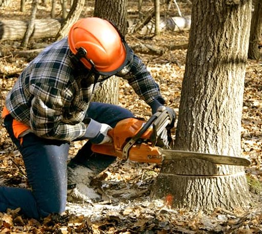 Tree Removal in Lebanon, SD